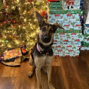 Meet your Posher, Holly